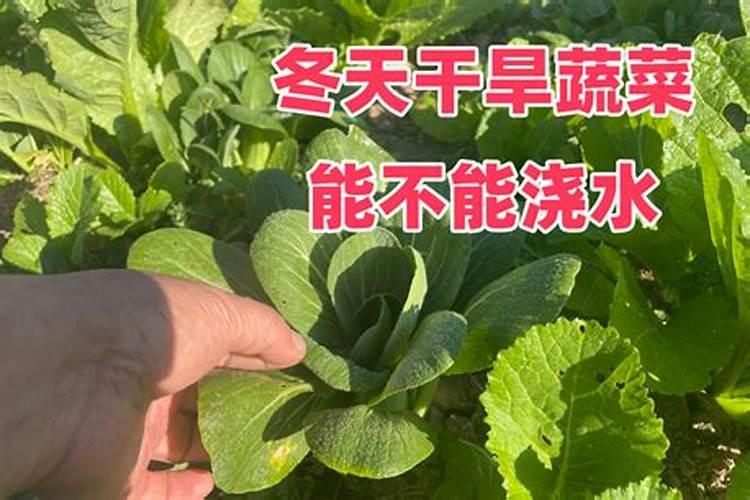 油菜什么时候喷叶面肥花卉百科