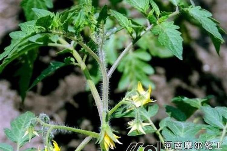 番茄开花阶段使用什么叶面肥效果好？
