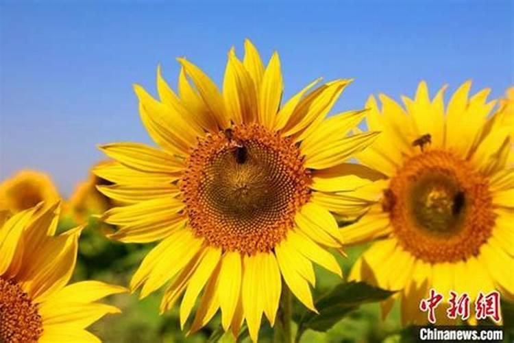 葫芦娃和葵花牌哪个好2022