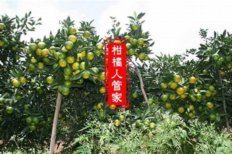 新栽柑橘幼苗怎么施肥