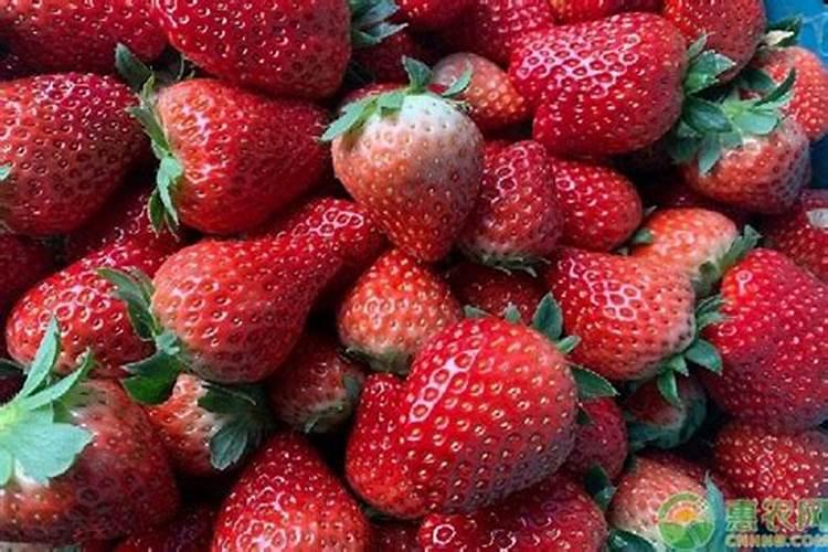 草莓施什么肥料果大