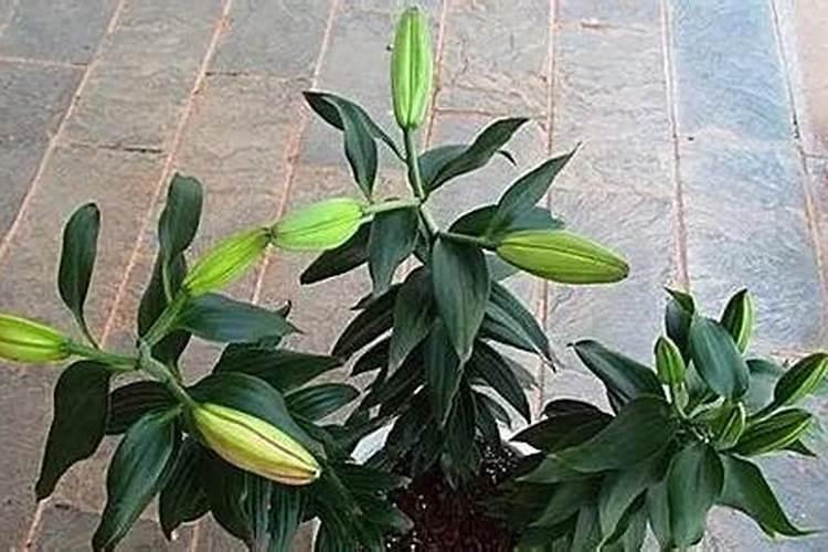 种百合花用什么肥料