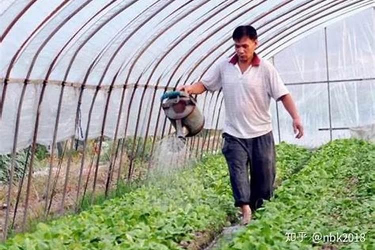 大棚种植黄瓜,要使用叶面肥吗？喷施叶面肥都要注意什么？