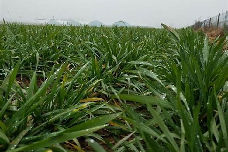 小麦地里能种春玉米吗