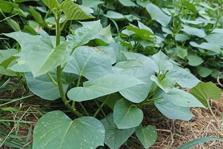 地瓜叶怎么种植方法