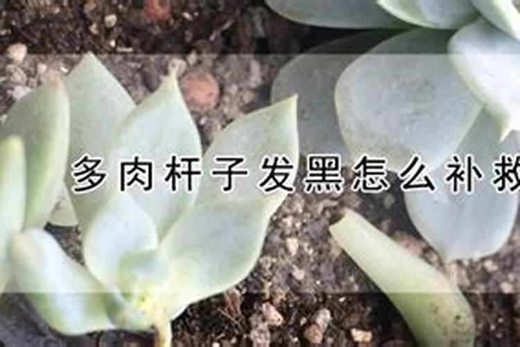 如何自制氮磷钾肥