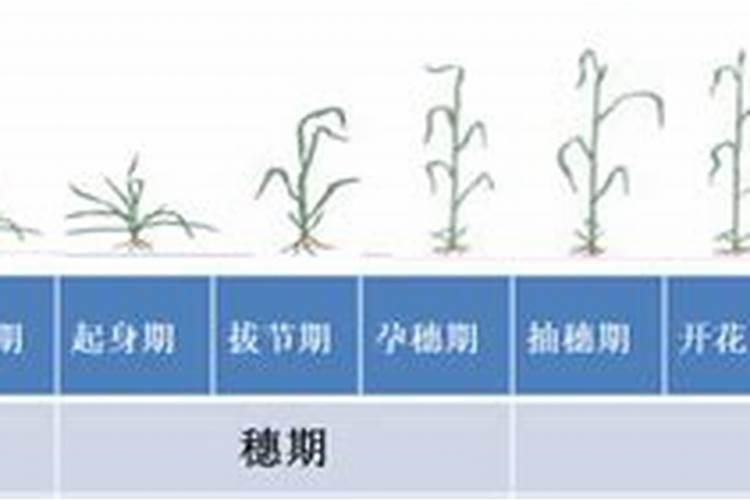 春季小麦施什么肥合适(开春小麦主要上什么肥料为主)