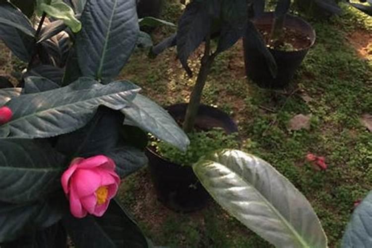 四季茶花用什么肥料好