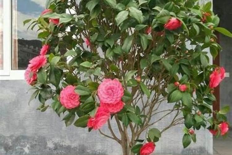 四季茶花耐寒吗