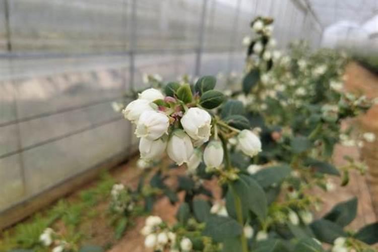 水稻施用氮肥过量有何危害？