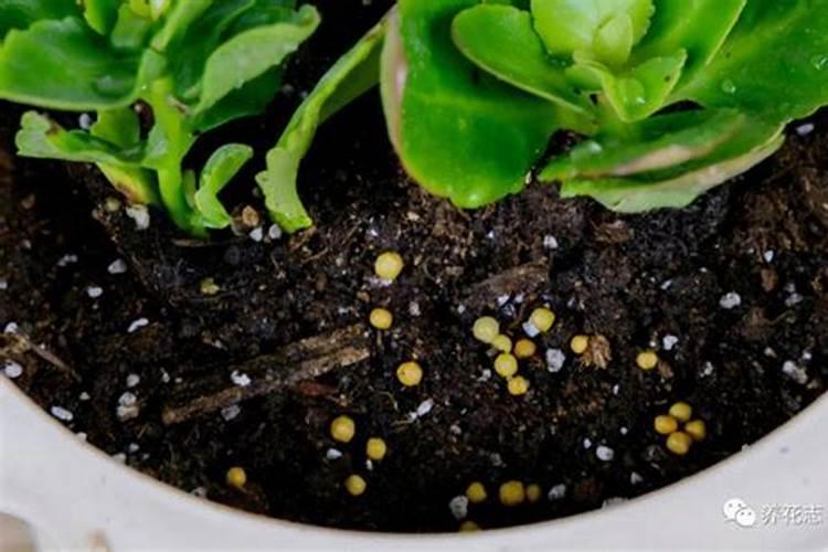 都说种植甘蓝要喷施锌硼微肥,喷施这种肥料的好处有哪些？