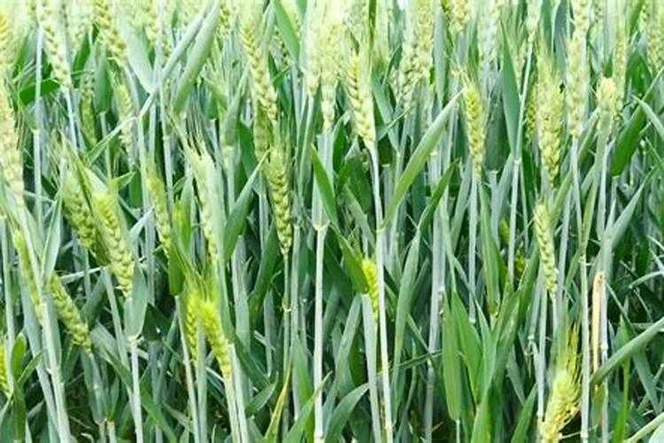 陕西省小麦种植的面积及基本技术