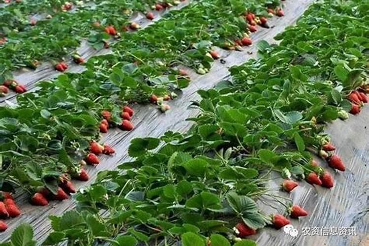 玉米开花后还要施肥吗