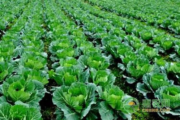 大白菜什么时候追肥好