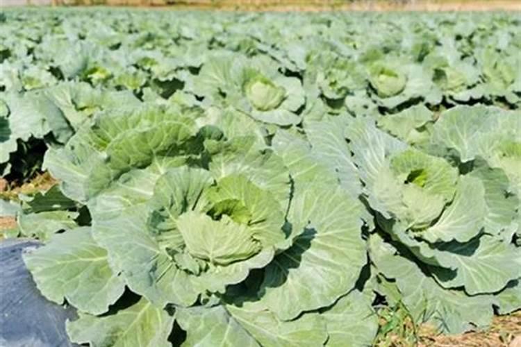大棚番茄最全冬季施肥方案