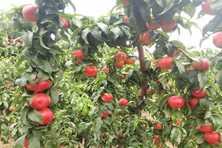 什么时候使用果树叶面肥效果最好 需要注意问题有