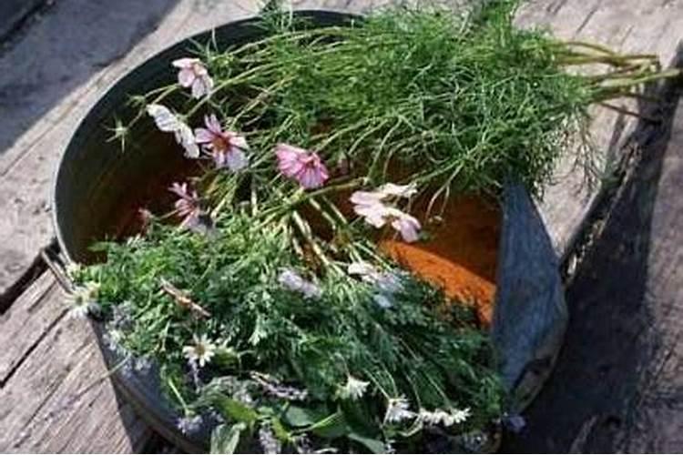 怎么养草
