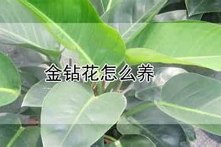 仙客来花冬天几天浇一次水 仙客来花冬天怎么浇水
