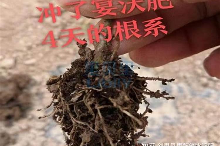 豆角开花期打什么叶面肥