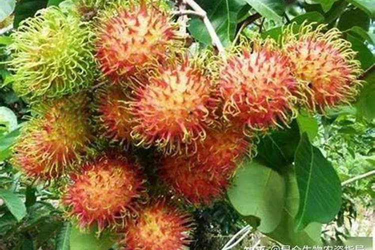 黄皮什么时候崔花？