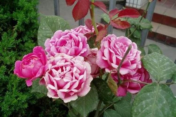 家有院子,就打造成“花果园”,赏花吃果子,如何打造？