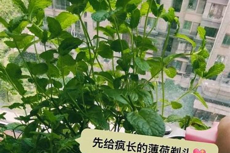 寒兰的花芽与叶芽区别