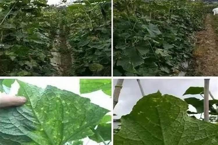 加拿大矿产资源情况如何？