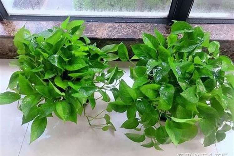 樱桃树底肥放什么肥好(底肥施用方法)