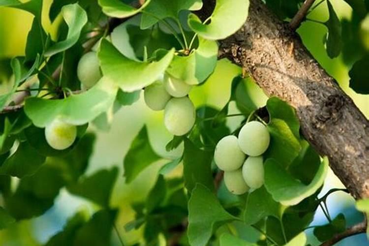 银杏树用什么肥料长得快？
