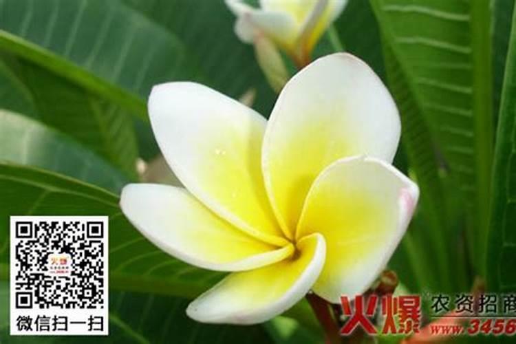 栀子花怎么施肥 用什么肥料好