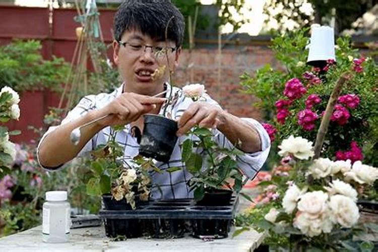 月季施肥太多怎么办