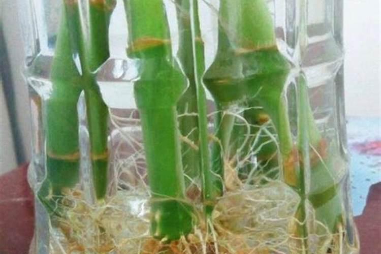 水养富贵竹用什么肥