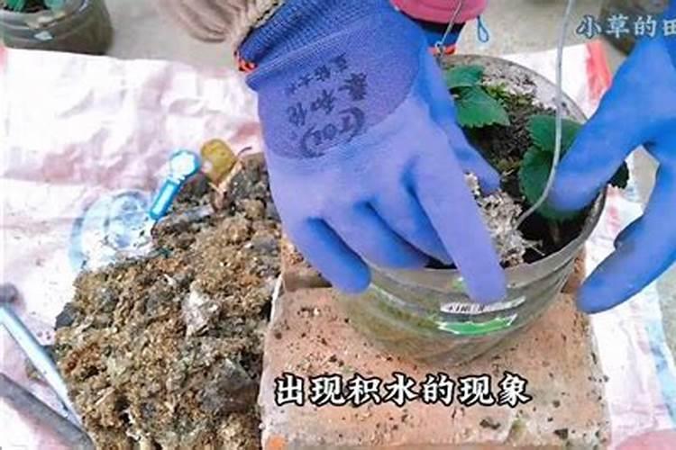 开花结果时要什么肥氮肥磷肥钾肥各是什么时候缺什么