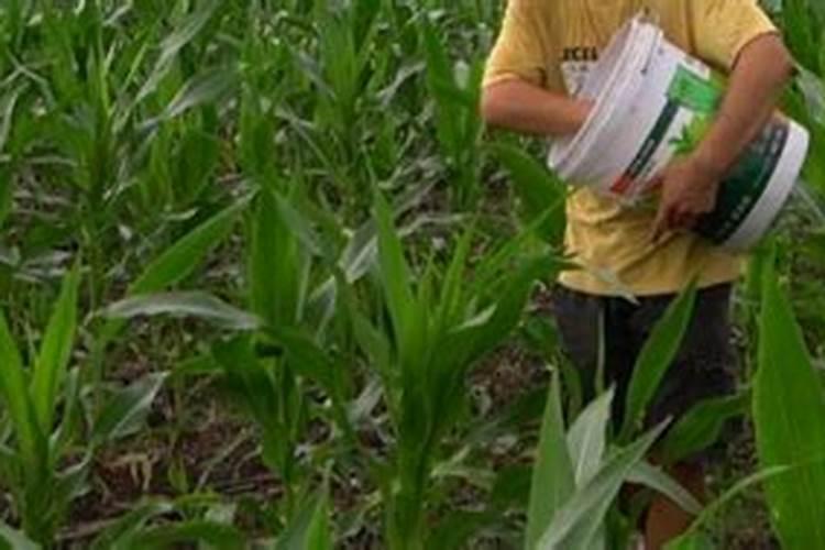 玉米底肥一次性施肥 氮磷钾 各用多少？