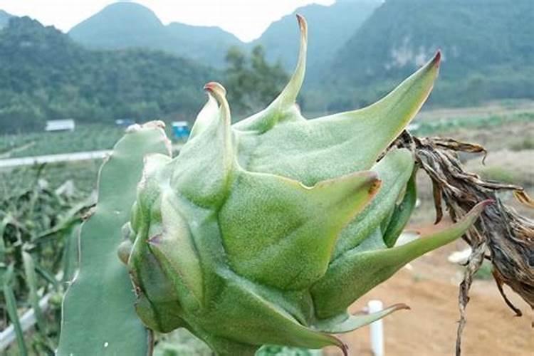 盆栽火龙果如何进行施肥