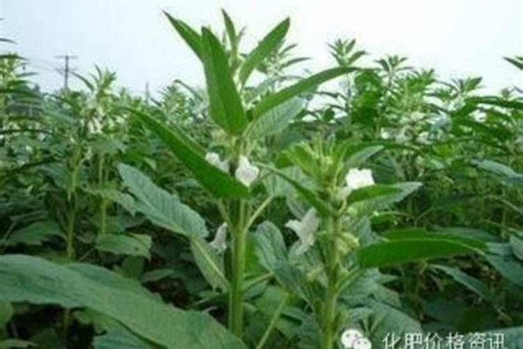 芝麻追肥用什么肥料 什么时间施更合适