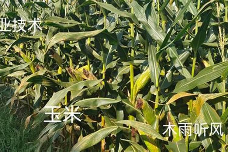 火龙果施肥时间和方法 火龙果什么时候施肥及注意事项