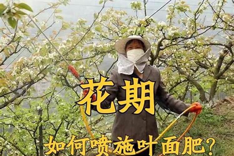 苹果树开花前施什么肥最好
