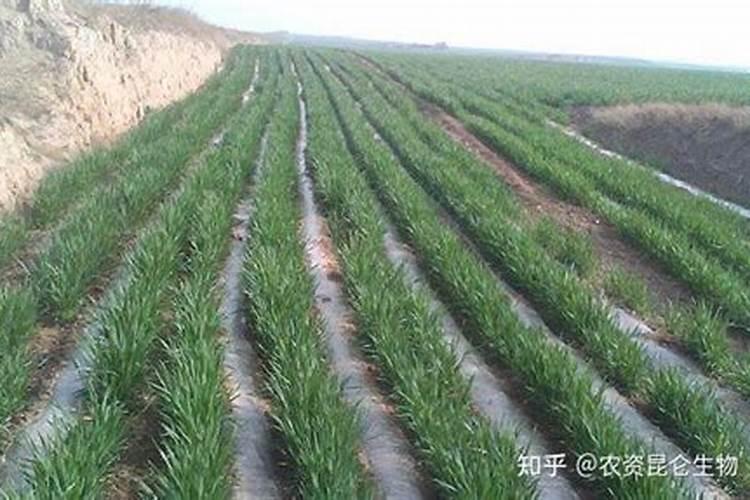 小麦冲施肥提前一夜泡上水可以吗？
