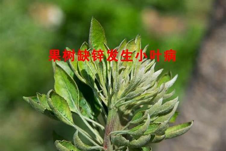含氨基酸水溶肥料微量元素型标准