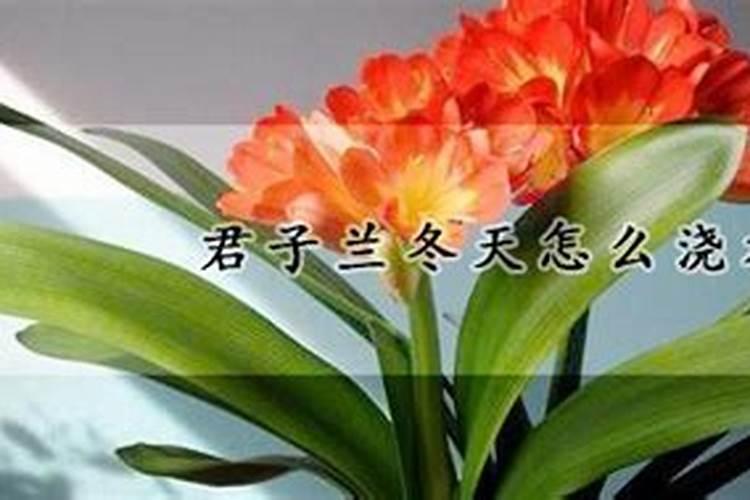 君子兰冬季施什么肥料,怎么过冬