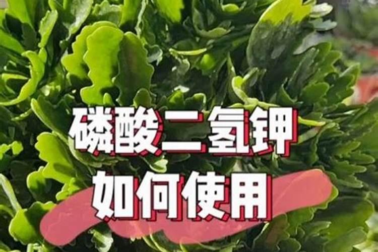 长寿花怎样施磷酸二氢钾
