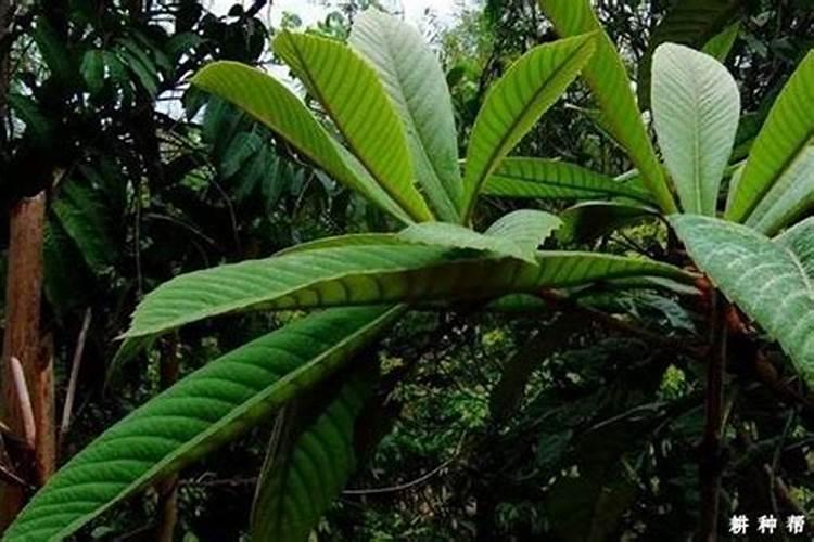 枇杷树能用磷酸二氢钾吗