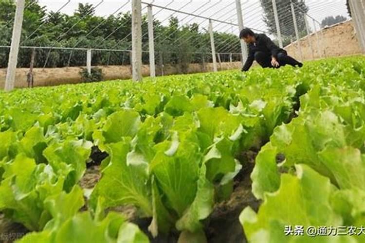如何安全合理施用钾肥