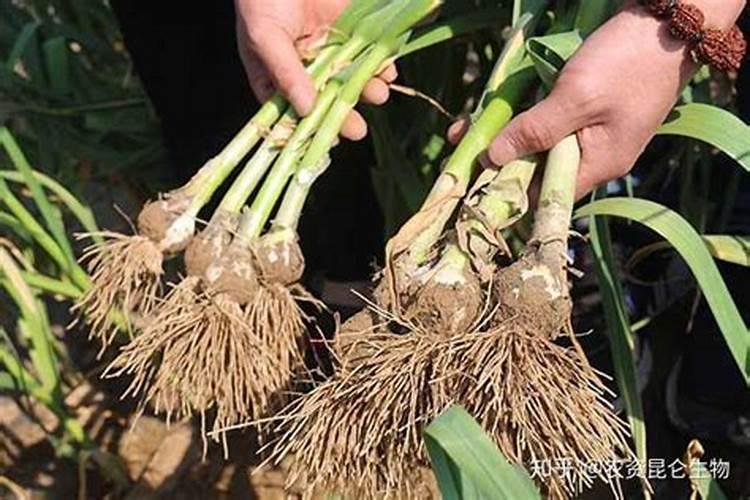 大蒜增产小妙招 大蒜增产小技巧