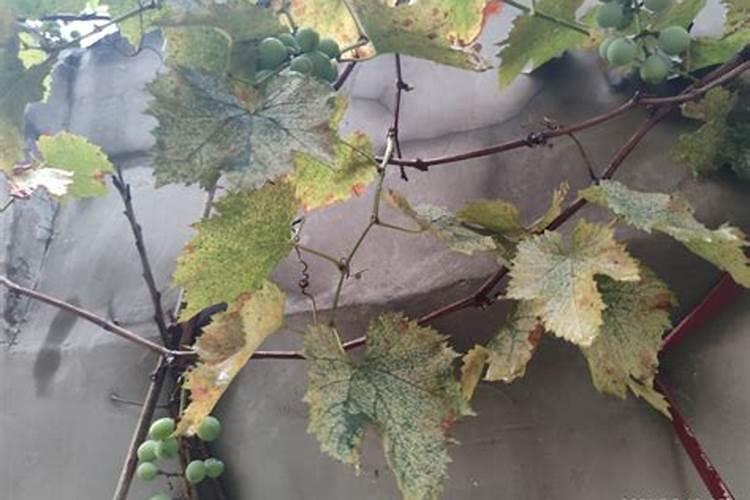 巨峰葡萄果粒无光泽是什么原因？