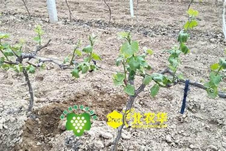 果树缺硼怎么办 果树缺硼症状有哪些