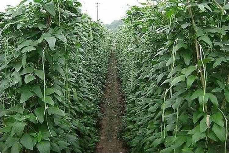 豇豆高产施肥,适合用什么肥料？需要注意什么？