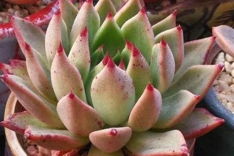 多肉施什么肥最好 适合用什么肥料