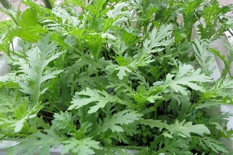 茶叶需要什么肥料？